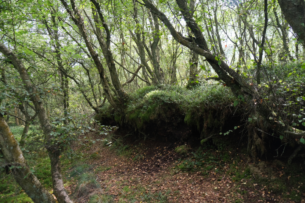 Birch on peat plateau