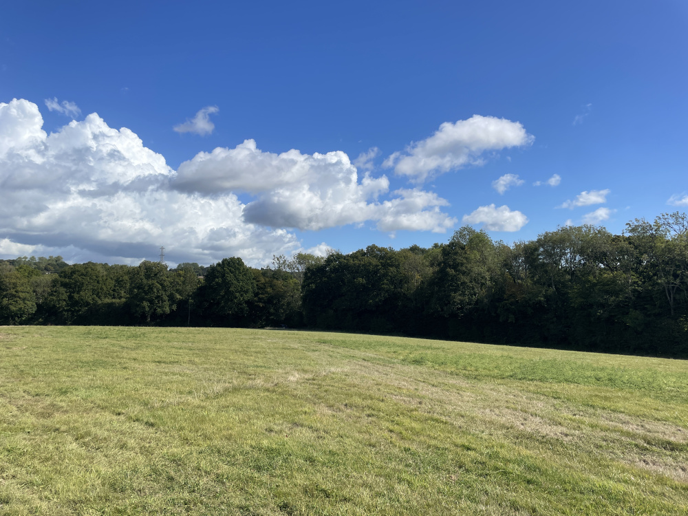 Elmfield Meadow with the woodland section beyond