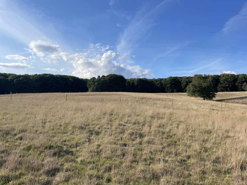Far reaching views from the meadow - surrounded by woodland