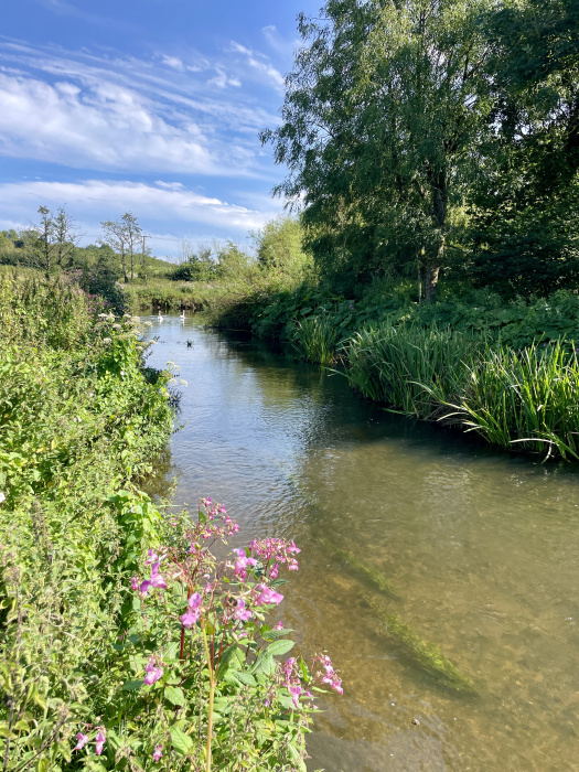 The meadow includes a section of The River Frome - ownership of a chalk stream such as this is a rare find