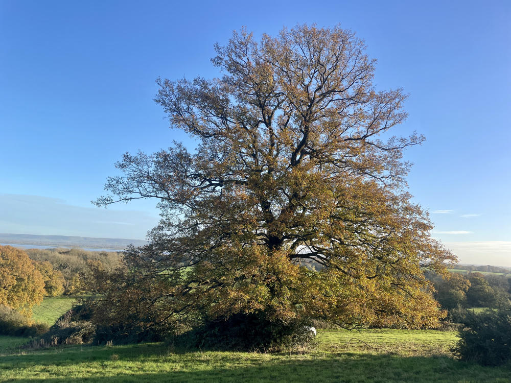 The meadow's name comes from the majestic oak trees which border the meadow