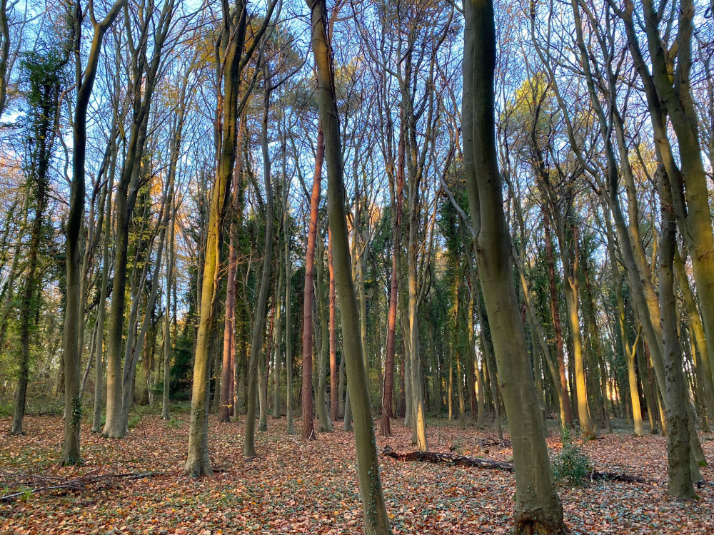 Beech and Scots pine