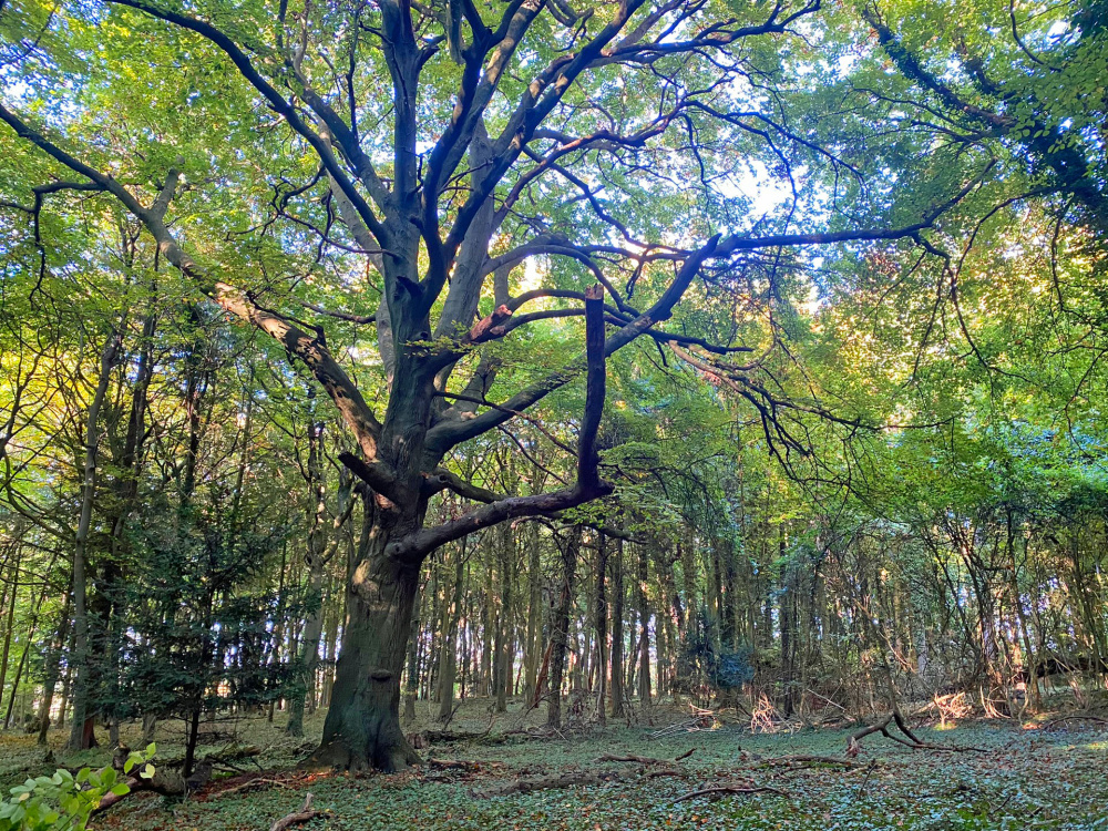 Mature beech