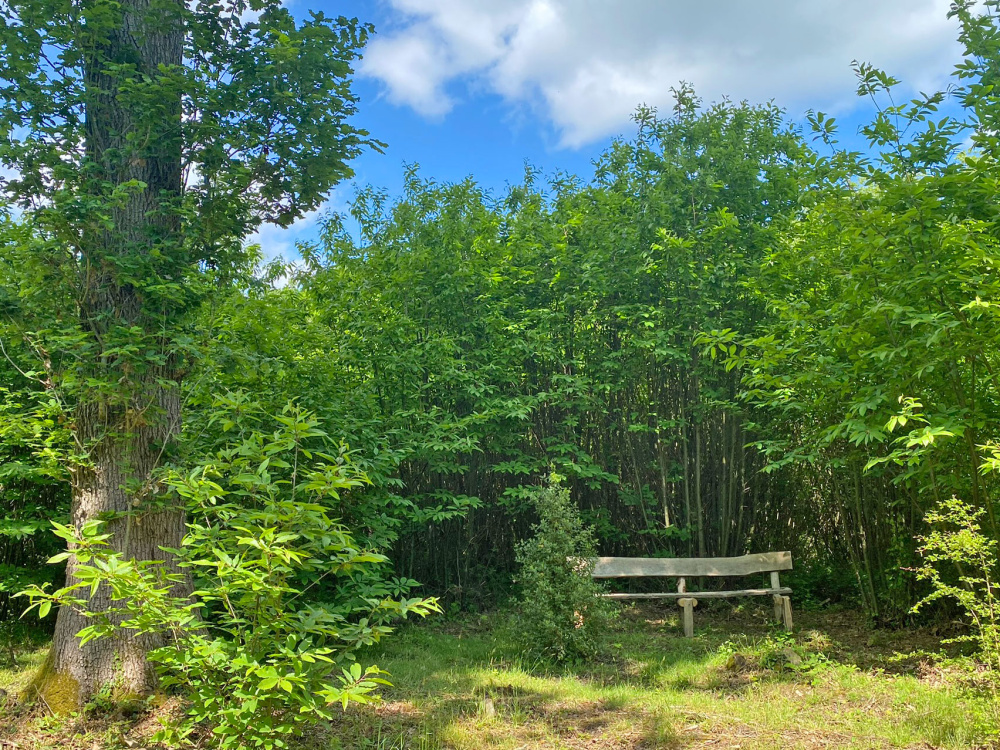 A rustic bench in a sunny private clearing