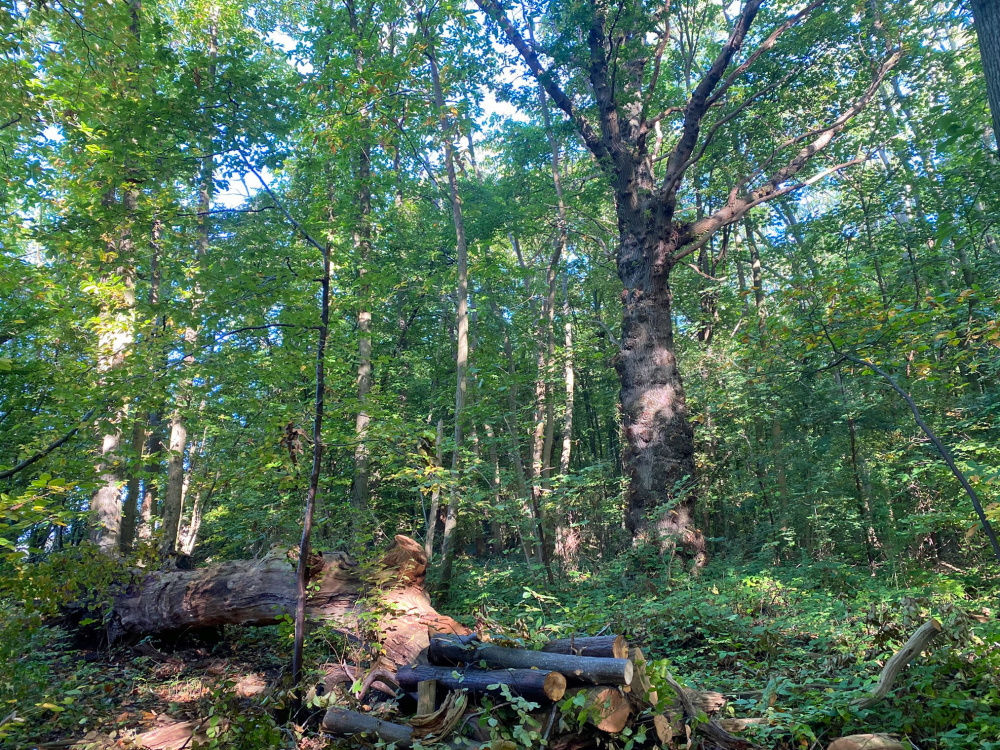 Mature oak and mixed broadleaves