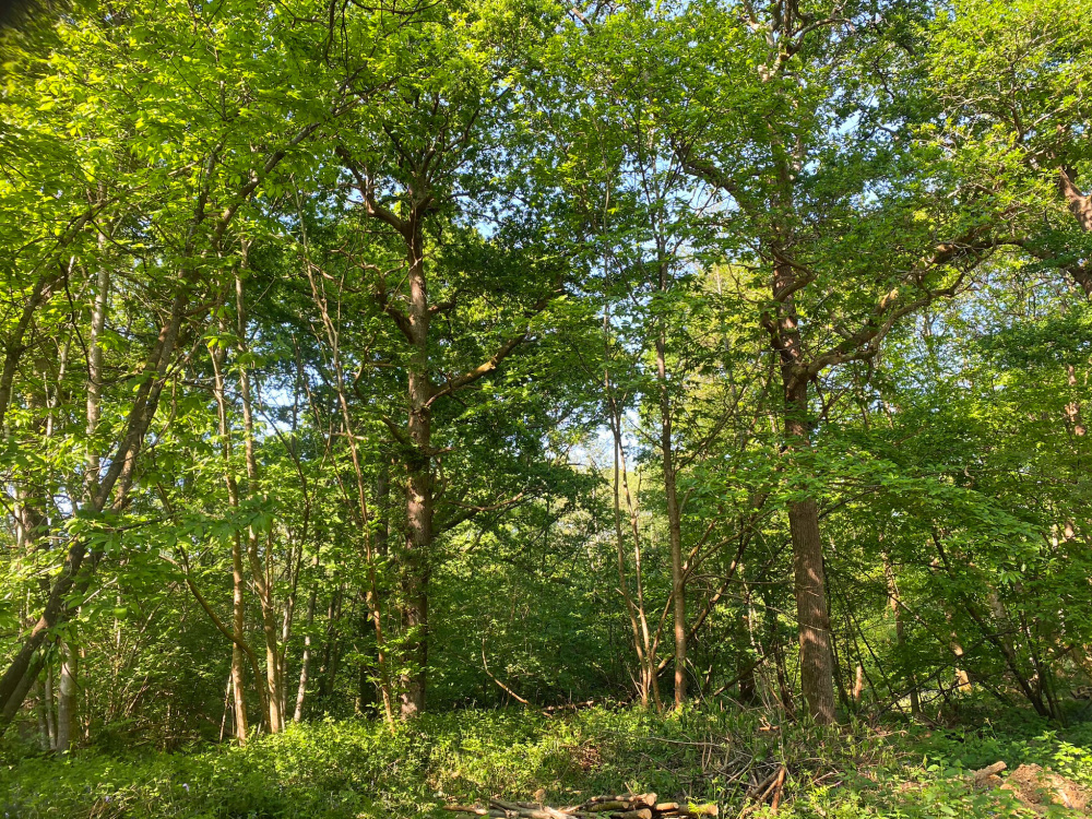 Mature oak
