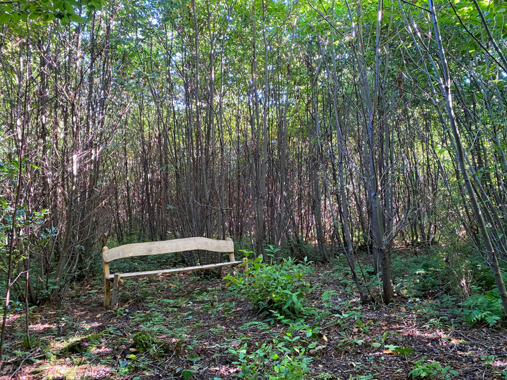 The rustic bench in a private clearing