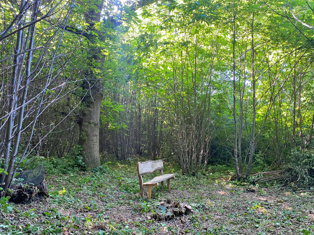 The rustic bench in a private clearing