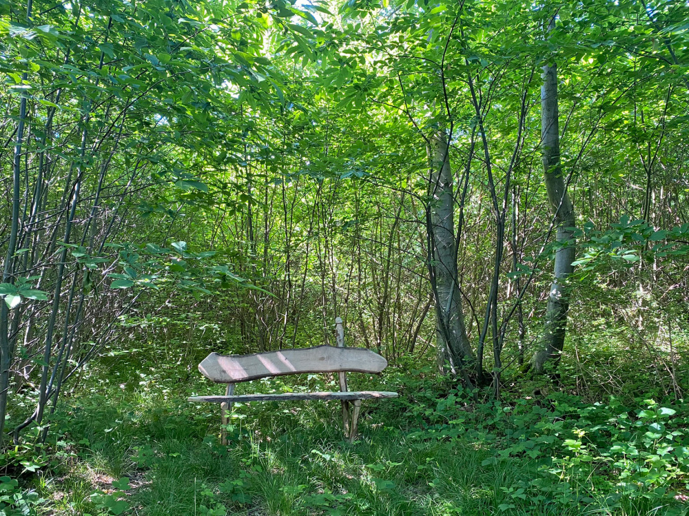The rustic bench in a private clearing