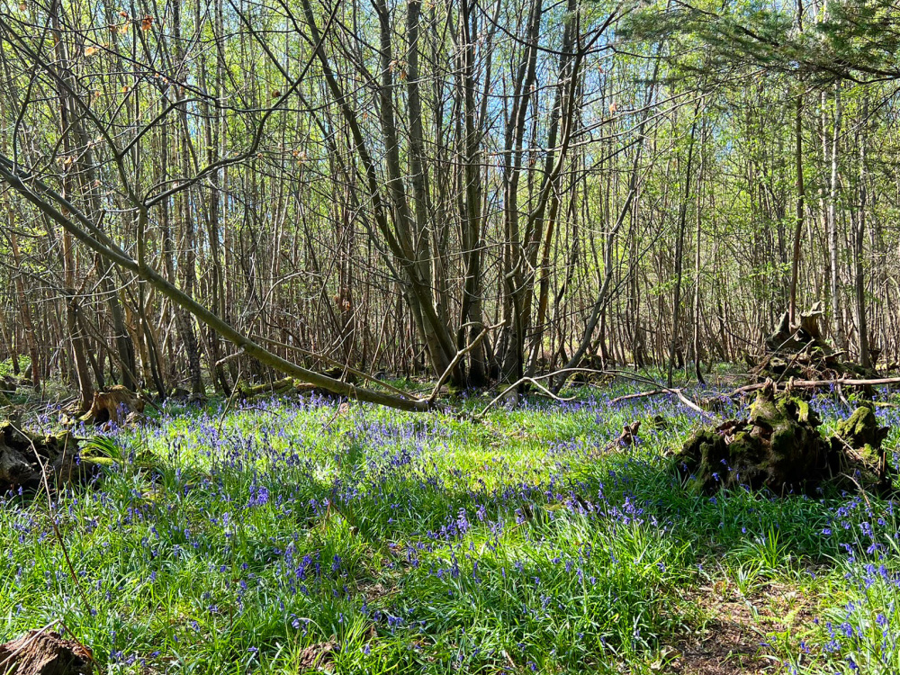 Bluebells flourish in small areas on the forest floor