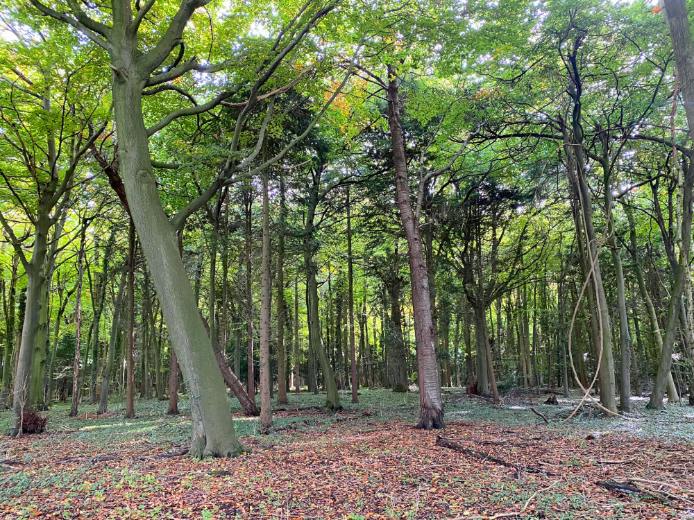 Stunning mature oak and beech