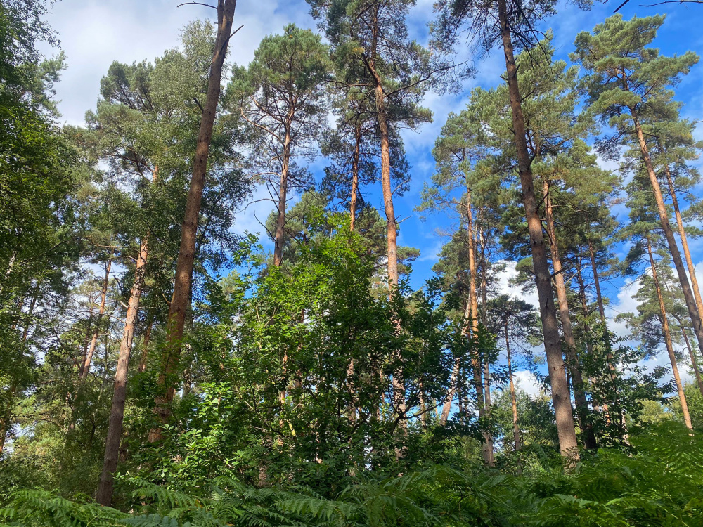 Scots pines