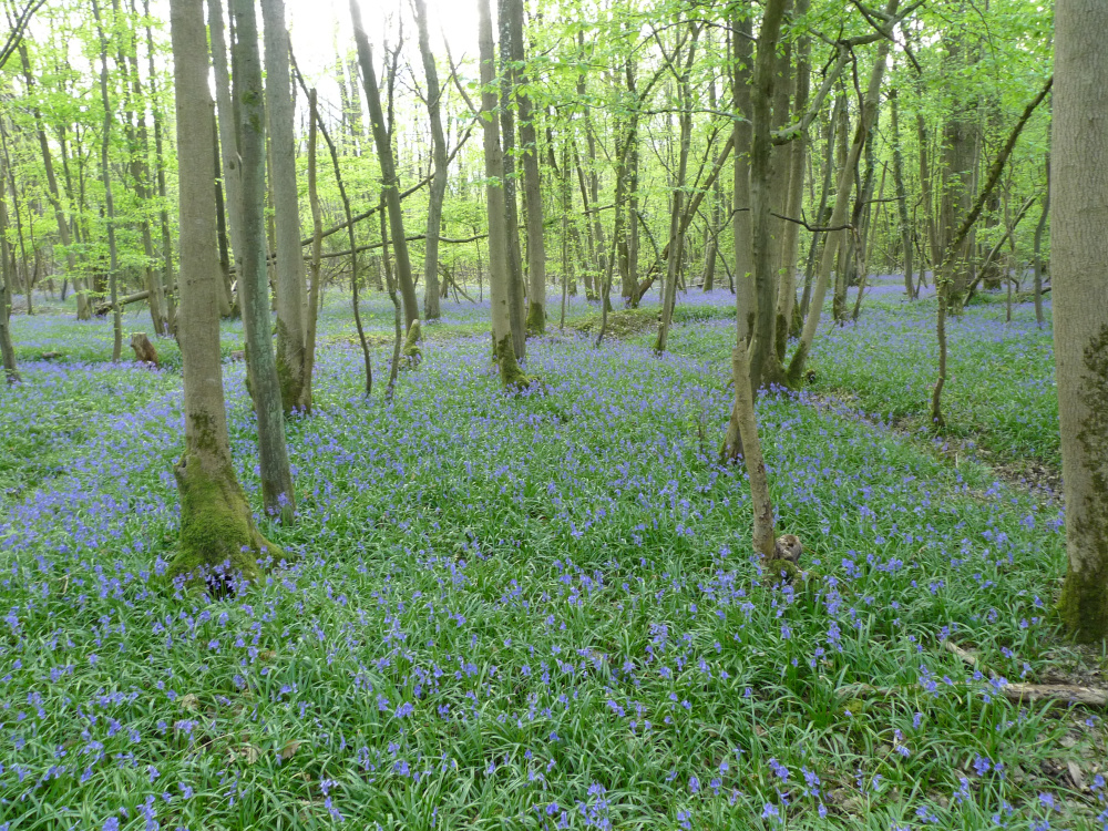 bluebells