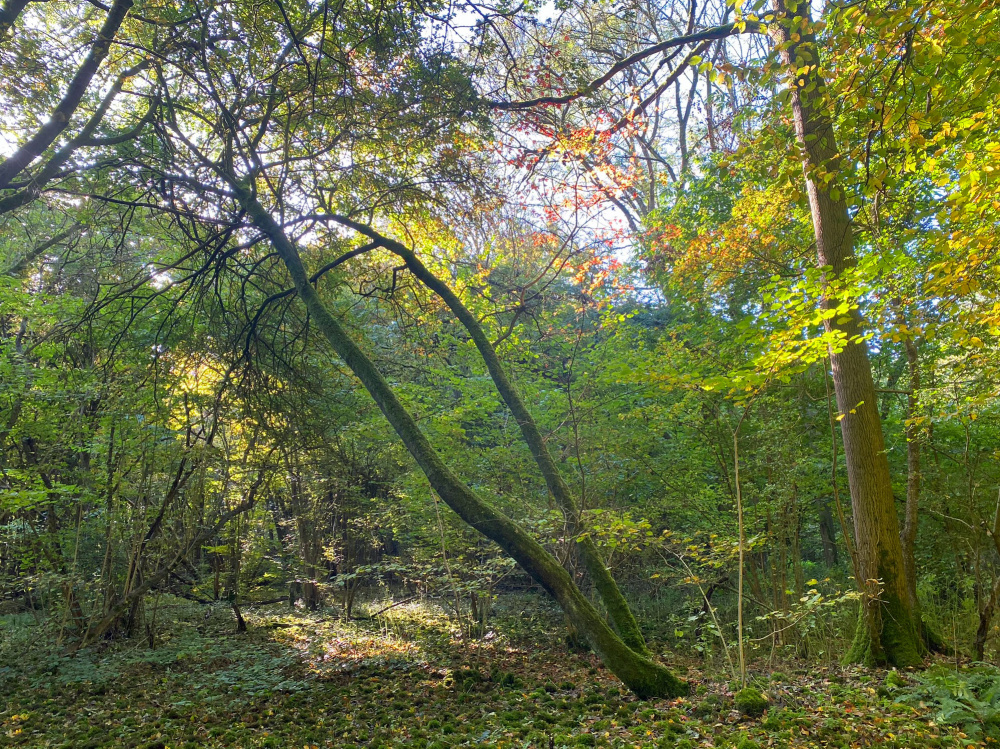 The stunning turn of autumn in Rampart Wood