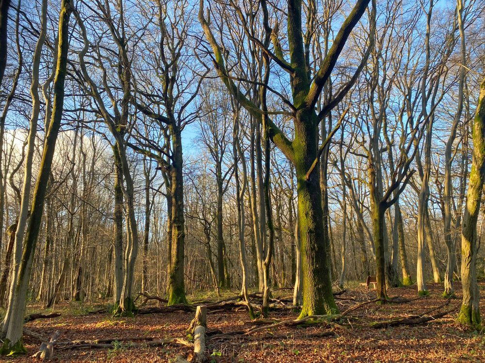 Mature oak in South Longfield Wood