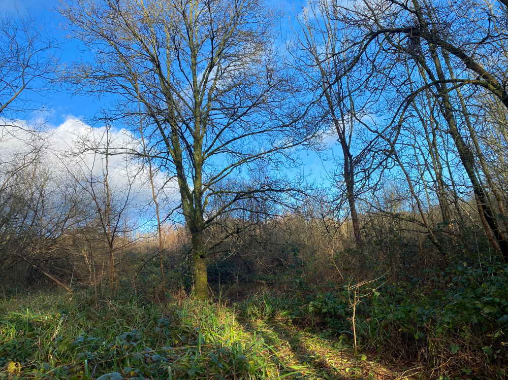 A view into the centre of the wood