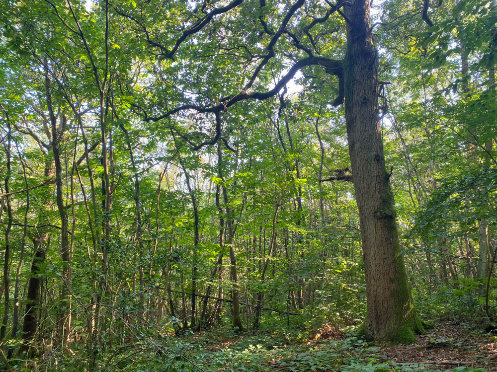 Splendid oak standard 