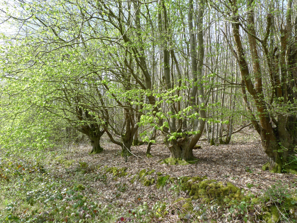 pollarded hornbean boundary markers