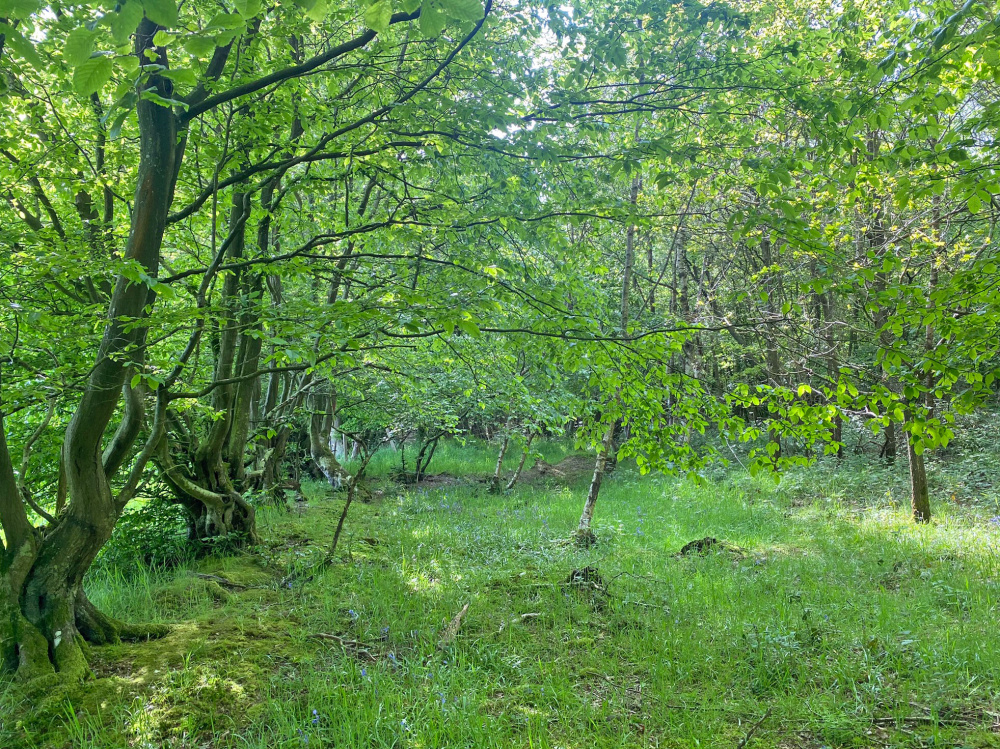 The southern boundary of Wispy Wood