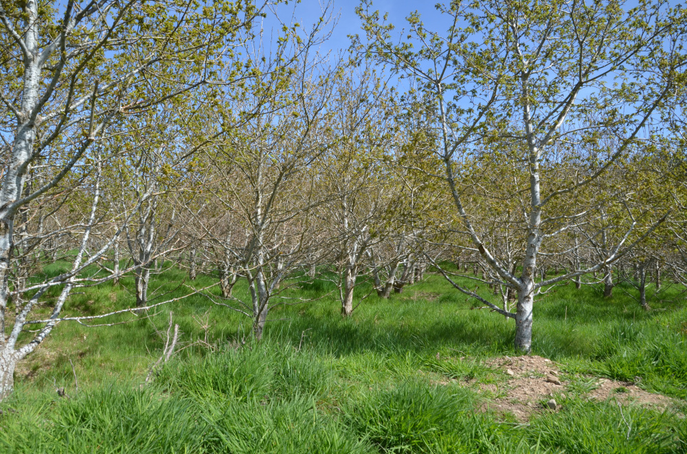 Oak stand