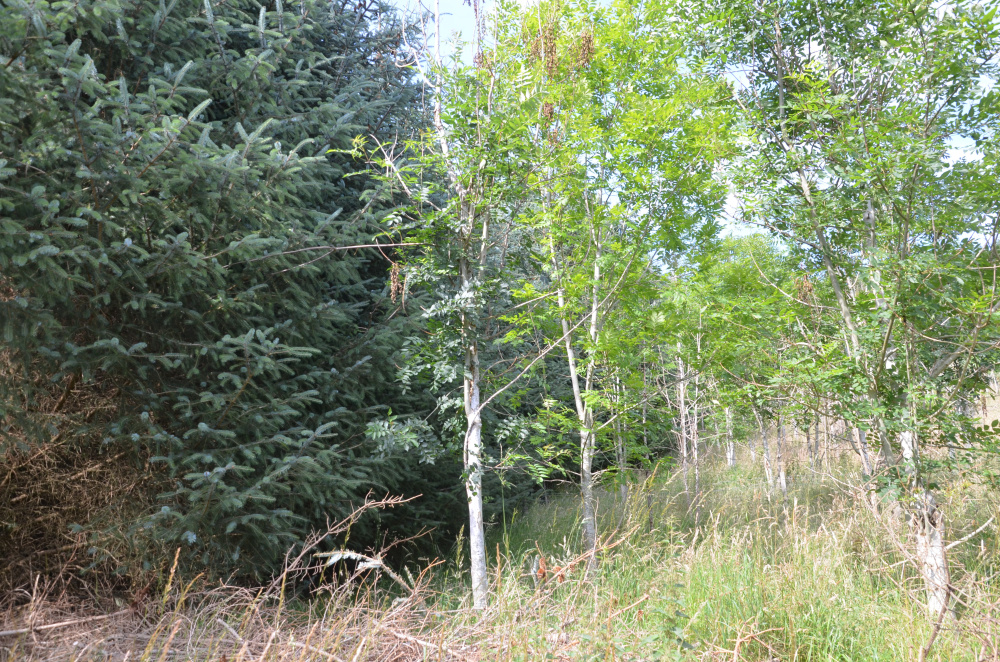 Ash & spruce