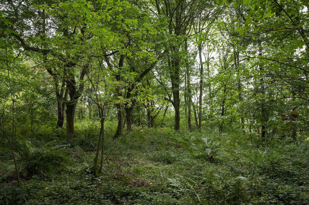 Upper parts of the woodland with its mature Oak and Sycamore