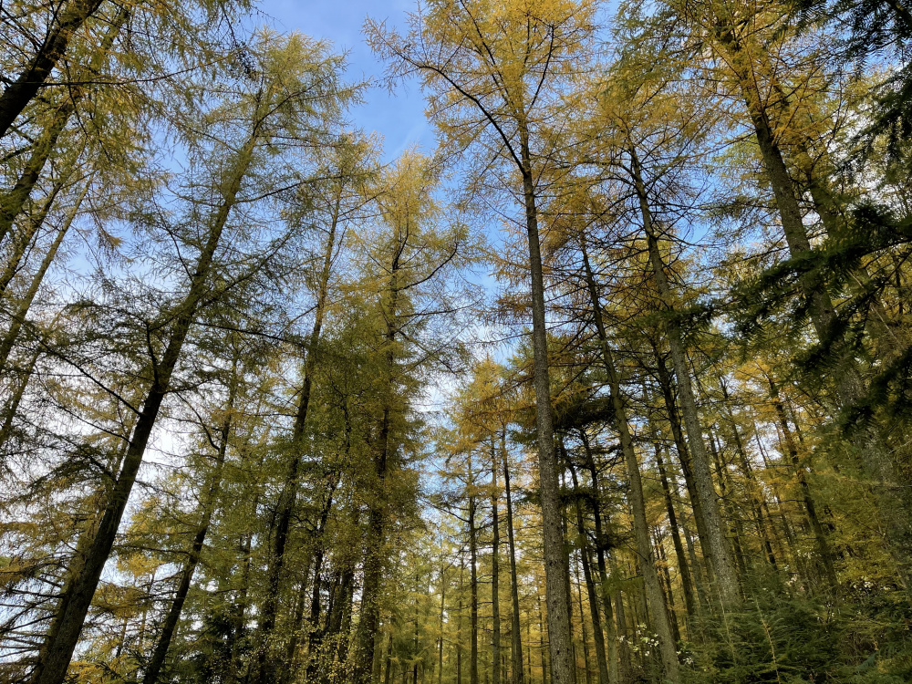 Larch canopy