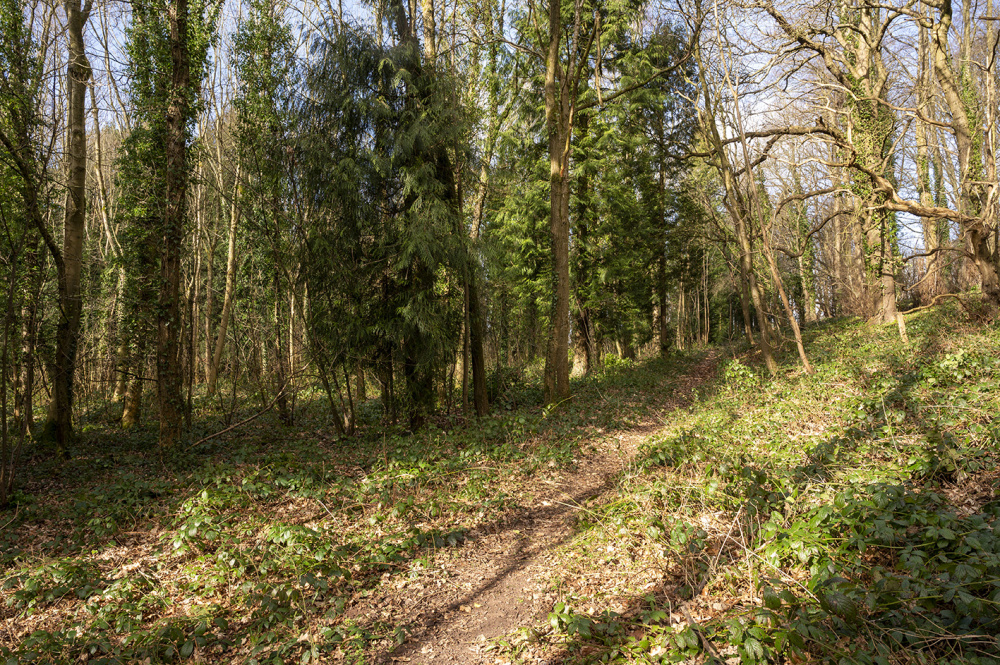 Spring sunlight bringing life to the woods