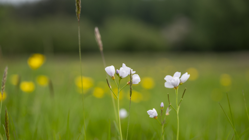 Summertime flowers