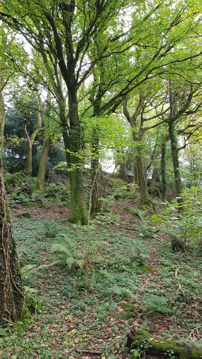 Upper section of Harper's Wood
