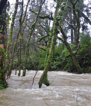 Trees with Their Toes in the Water: Alder, Willow, and Bald Cypress