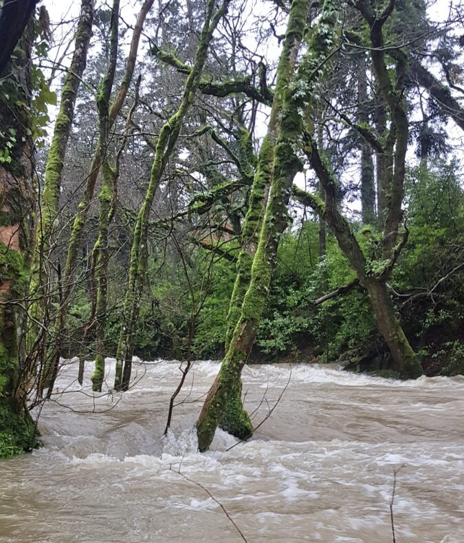 Trees with Their Toes in the Water: Alder, Willow, and Bald Cypress