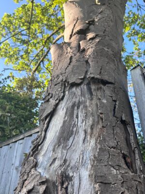 My Life Measured in Tree Diseases