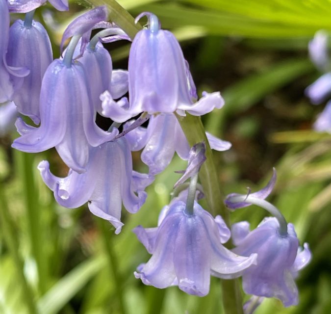 Native and non-native bluebells – an update