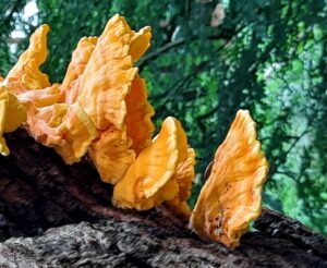 The wonder of woodland fungus - a Woodlands TV film.