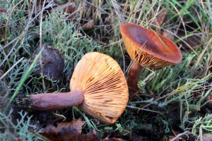 December’s Monthly Mushroom: Curry Milkcap (Lactarius camphoratus)