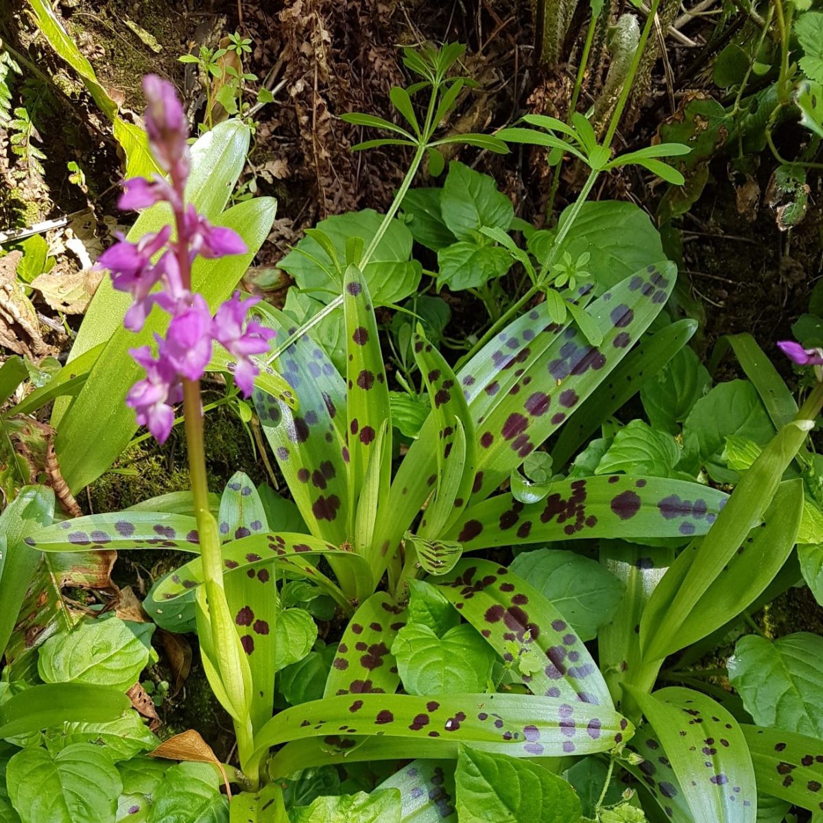 Early Purple Orchid Orchis Mascula 4156