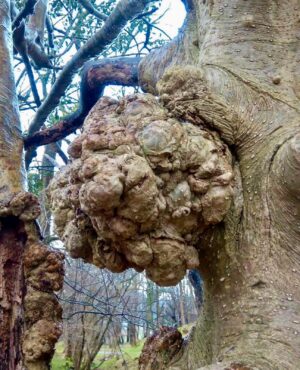 Burrs or Burls?