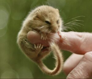 The Hazel Dormouse : a woodlands TV film (Conservation and Monitoring of Hazel Dormice).