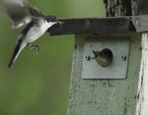 Woodland birds, and a woodlands TV film.