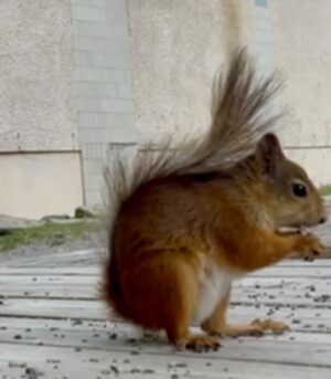 Resilient squirrels?