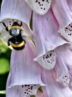 Bumblebee breakdown?  a challenging year for pollinators.