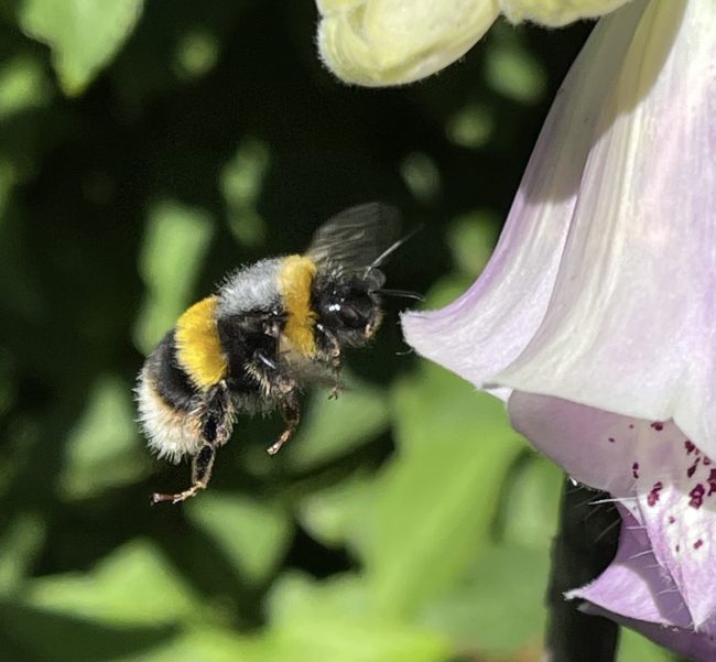 Bumblebee approaching foxglove