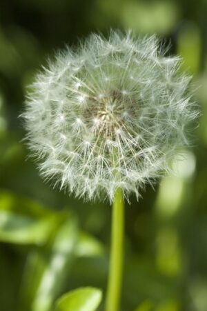 In praise of dandelions