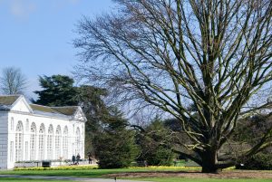 The trees of Kew Gardens.