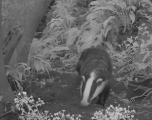 Facts about badgers, a Woodlands TV film