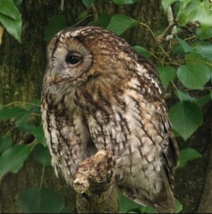 Owls in woodlands; and a Woodlands TV film.