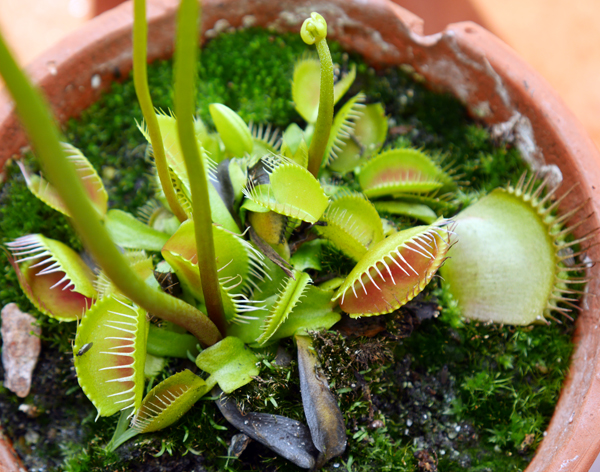 Foliar feeding – the Venus Flytrap