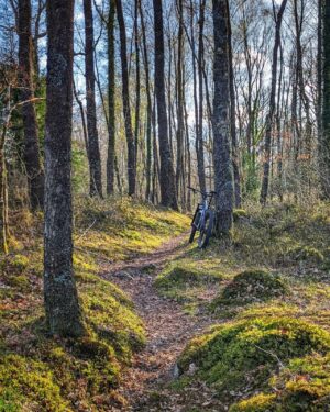 Temperate rainforest or ‘Atlantic woodlands’, a WoodlandsTV film