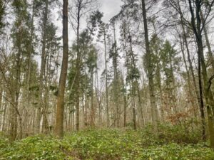 spruce woodland